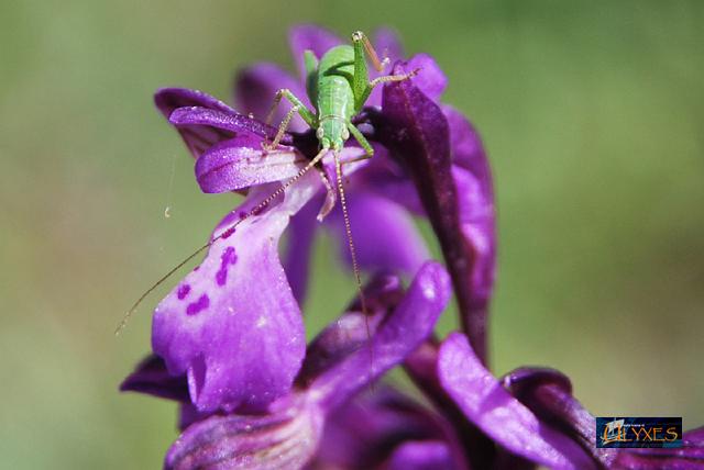 grillo su orchis morio.JPG